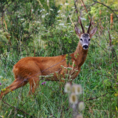 Za hlasom vábničky