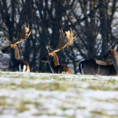 Budúcnosť ihličiaka