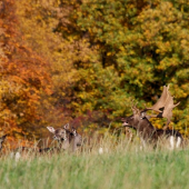Pravá jesenná atmosféra.. ( ruja 2013 )