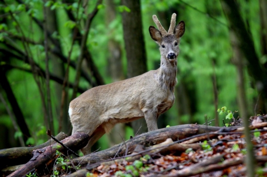 Srnec lesný