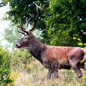 Jeleň Lesný