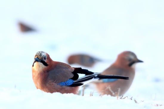 Sojka Škriekavá (Garrulus Glandarius)