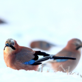 Sojka Škriekavá (Garrulus Glandarius)