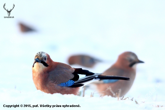 Sojka Škriekavá (Garrulus Glandarius)