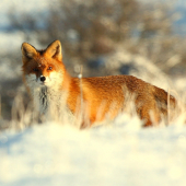 Na výslní v mrazivom ráne...