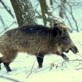 S ustrelenou sánkou...