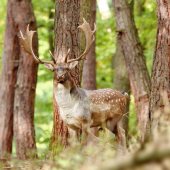 Daniel Škvrnitý ( Dama Dama )