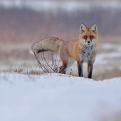 - Líška Obyčajná -