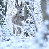 - V zamrznutom kráľovstve -