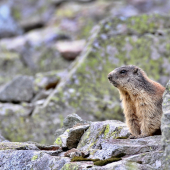 - Svišť Vrchovský -