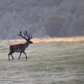 - Jeleň Lesný -