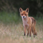 - Líška Obyčajná -