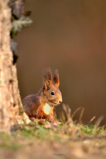 - Veverica Obyčajná -