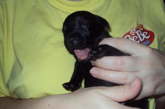 do obory pôjdem neskôr, teraz by som spinkal