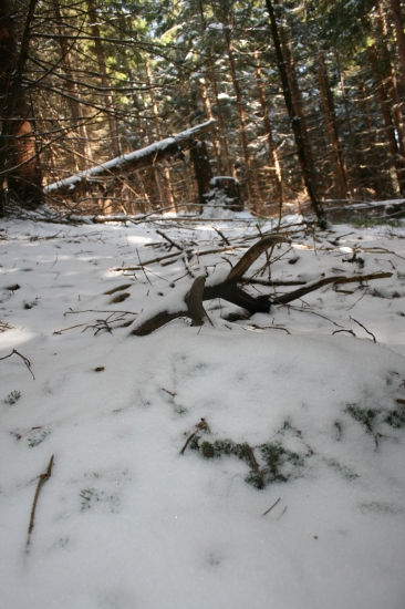 Po cerstvych stopach ku minulorocnemu parohu