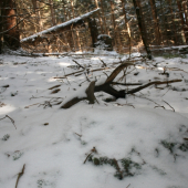 Po cerstvych stopach ku minulorocnemu parohu