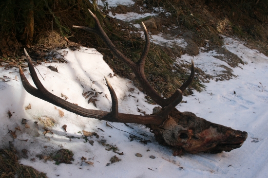 Vlky ho strhli pre zranenie v ruji