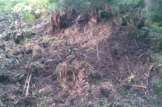 Tu nal medved zahrabanu jelenicu