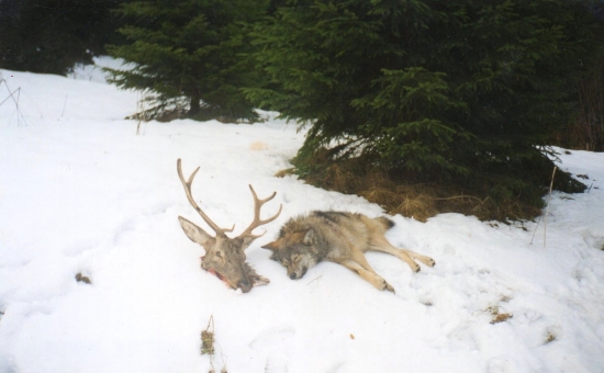 Strhnuty jelen mu bol osudny