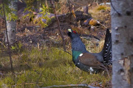Na Orave už tokajú