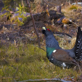 Na Orave už tokajú