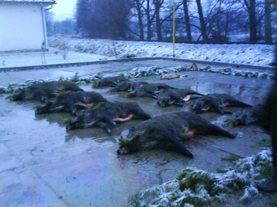 Pripravené na výrad