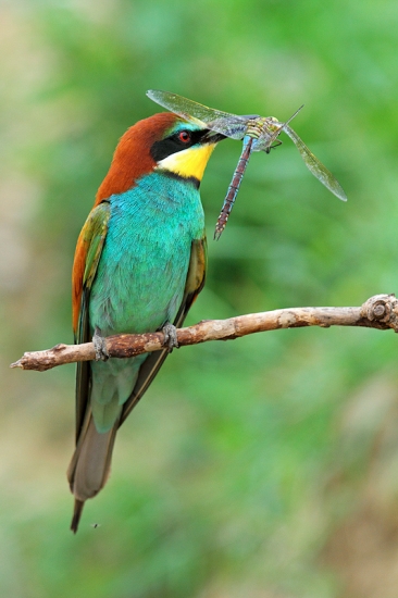 merops apiaster