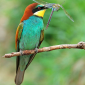 merops apiaster
