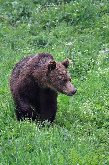 Cítim človečinu...