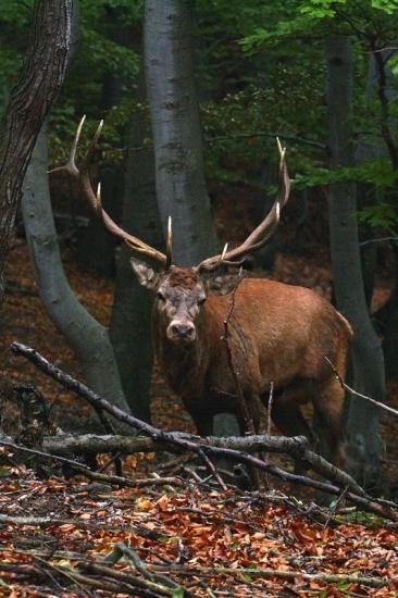 spomienka na predošlú ruju