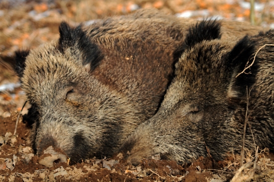 Vyhrievanie na slniečku