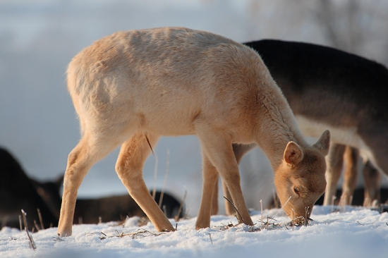 Bieli Danielik ... čo to značí ?