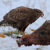 Myšiačik - Buteo