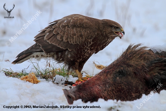 Myšiačik - Buteo