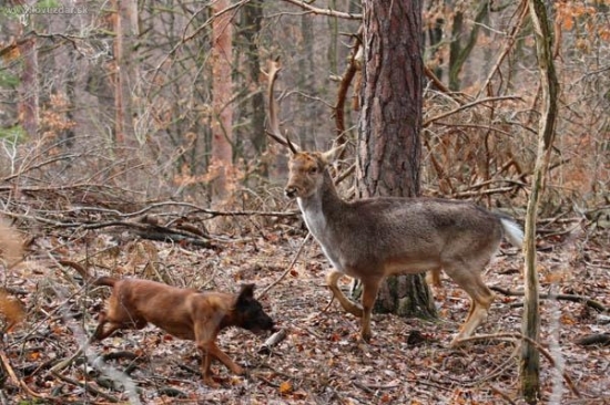 Zadržanie daniela, super práca...