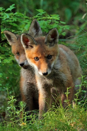 trochu tepla na tieto stranky, už aby bol máj ...