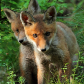 trochu tepla na tieto stranky, už aby bol máj ...