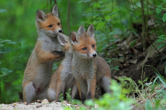 Zohni sa, nevidím...