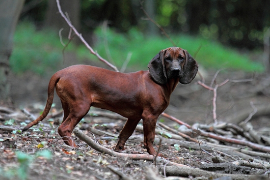 CASTOR z Babinej hory 5 mesiacov