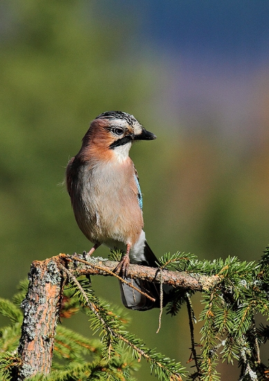 Garrulus glandarius