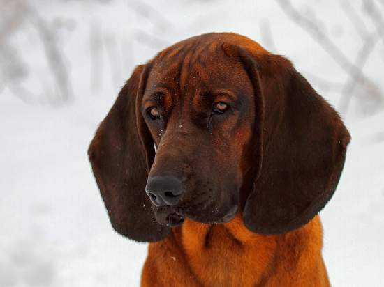 CASTOR z Babinej hory