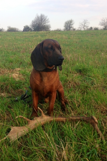 CASTOR z Babinej hory