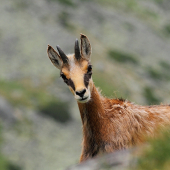 Aj kamzíčatá bívaju zvedavé ...