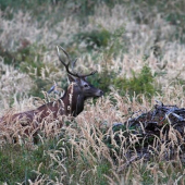 Jelen na výstrel...