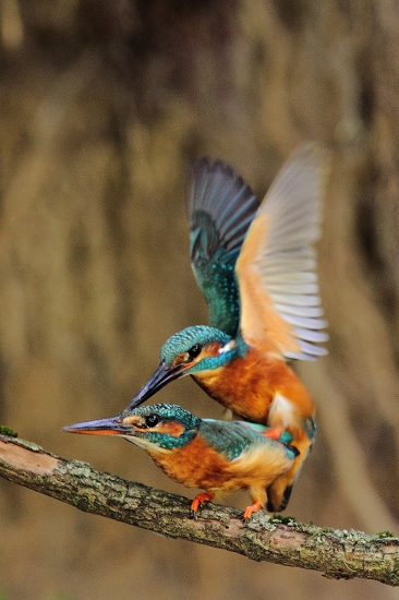 ...laskave hri prírody...