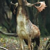 Natiahnutý ako ... 1