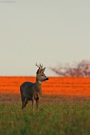 Dnešný západ slnka
