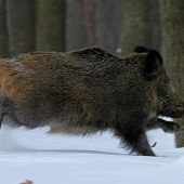 niečo z dnešného dňa