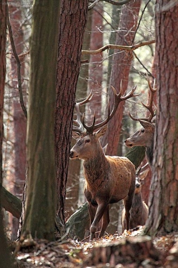 Ešte ich možno nosí...