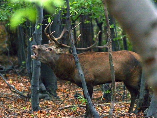 Spomienka na ruju 2008